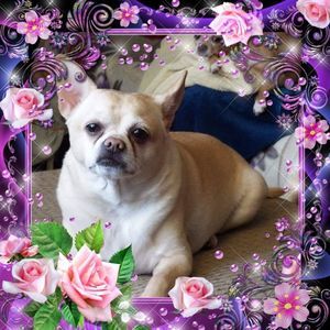 Meet your Posher, Joan